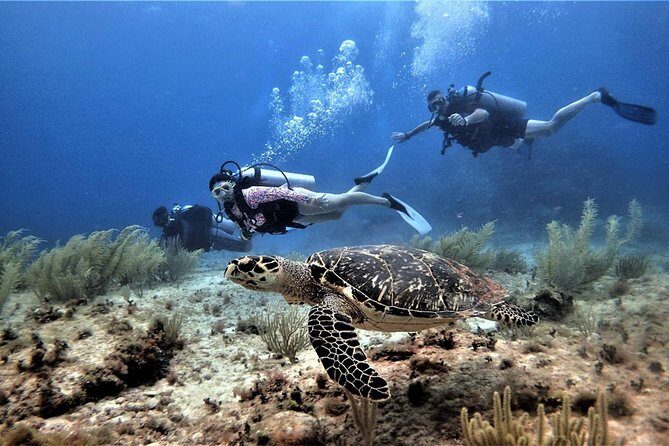 Diving in Cancun Underwater Museum of Art - Playa del Carmen Morning Plan: Pickup, Meeting Point, and a 5-Hour Schedule