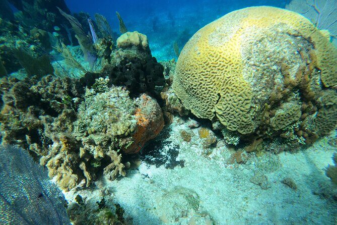 El Cielo and Snorkeling for Cruise Ship Passengers - Key highlights if you only read the good parts