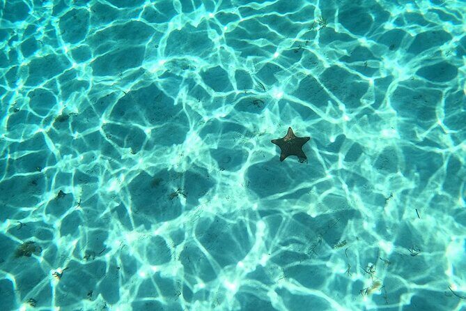 El Cielo and Snorkeling for Cruise Ship Passengers - Playa El Cielo: the starfish moment you actually have time for
