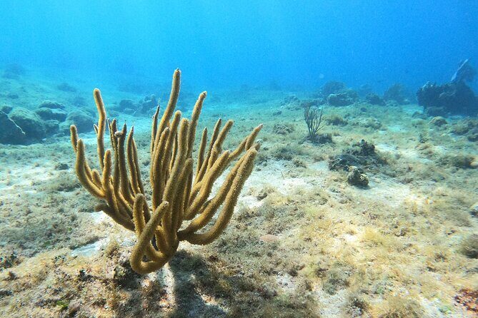 El Cielo and Snorkeling for Cruise Ship Passengers - Safety, gear, and the reality of changing weather