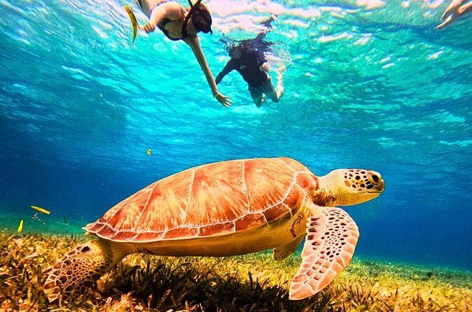 El Cielo Cozumel Snorkel Private Tour Big Group + Food Drinks - Pool, Wi‑Fi, Restroom, Shower: Small Amenities That Save the Day