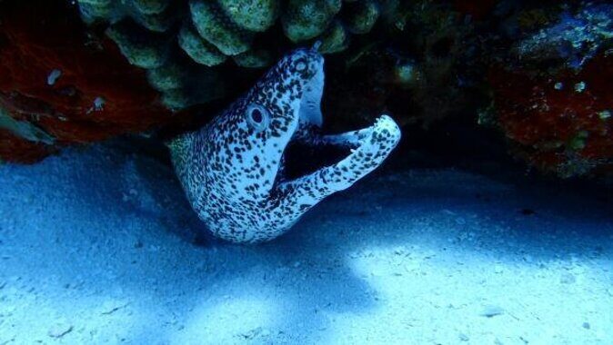 El Cielo Cozumel Snorkeling trip by Catamaran - Key highlights worth getting excited about