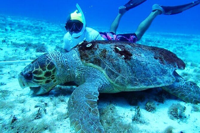 El Cielo Palancar and Columbia Snorkeling Tour - How This 4-Hour Cozumel Snorkel Runs (and What to Expect)