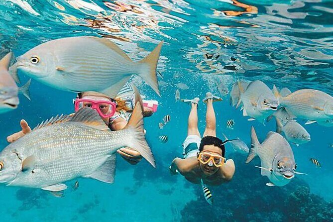 El Cielo Palancar and Columbia Snorkeling Tour - Columbia Reef: Close-to-Surface Coral and Easy Snorkel Conditions