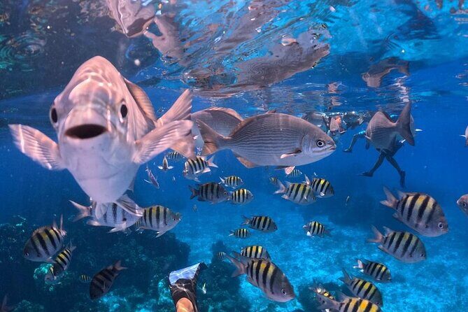 El Cielo Snorkeling Adventure in Cozumel - Food, beers, and mixed drinks: what’s included and how it matters