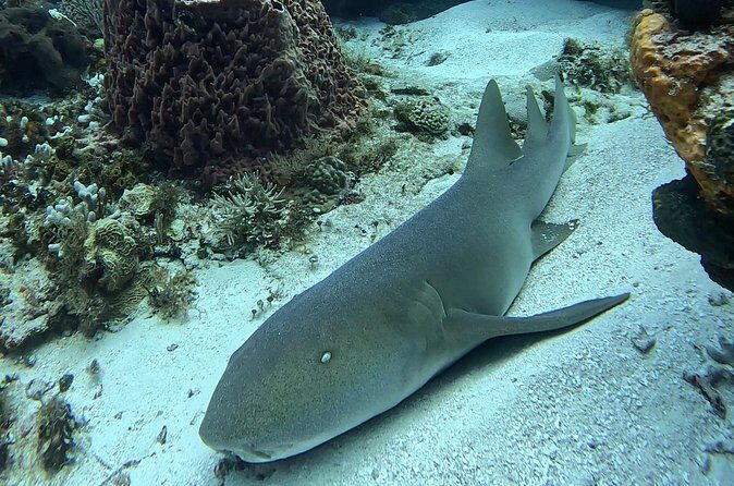 Enjoy two dives without previous experience with a boat trip - First reef underwater session: what you’re likely to see
