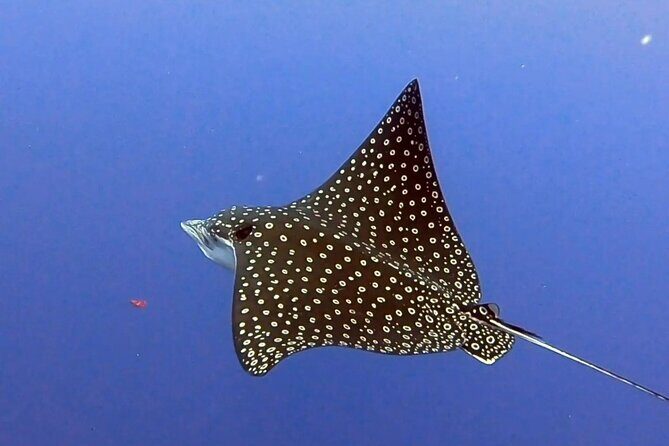 Enjoy two dives without previous experience with a boat trip - Second reef session: why the exact site may change