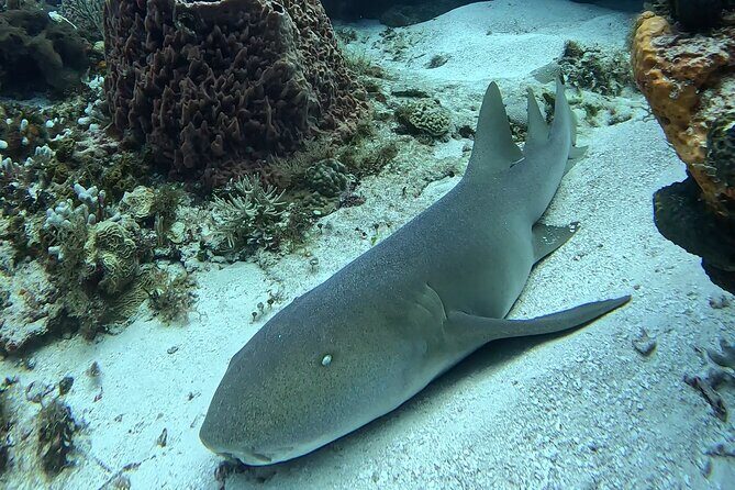 Enjoy two dives without previous experience with a boat trip - Wildlife spotting: turtles, eagle rays, and fish color overload