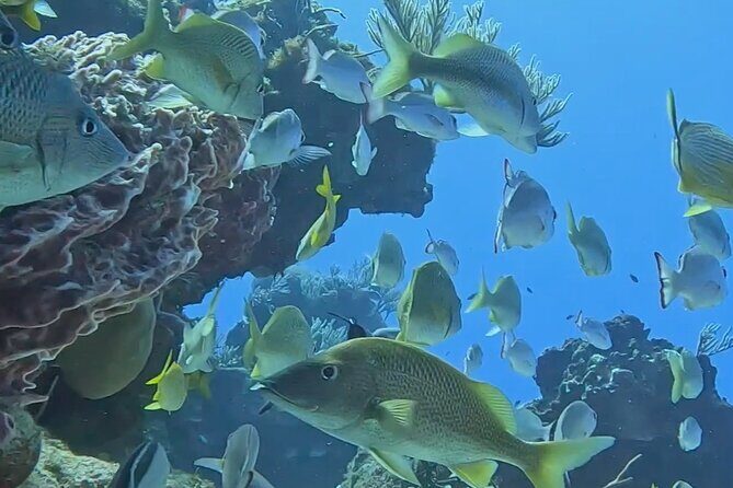 Enjoy two dives without previous experience with a boat trip - Value check: is $227.43 worth it for two sessions?