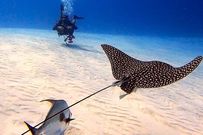 Enjoy two dives without previous experience with a boat trip - Basic Diver program: learning the steps up to 12 meters