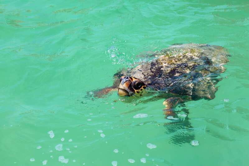 Exclusive Full Day Nature Expedition in Sian Ka'an - Comfort, safety, and who should skip this tour