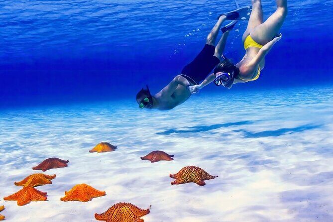 Exploration to El Cielo and Reefs: Live up close with stars - Stop 2: Palancar Reef and the Turtle Factor