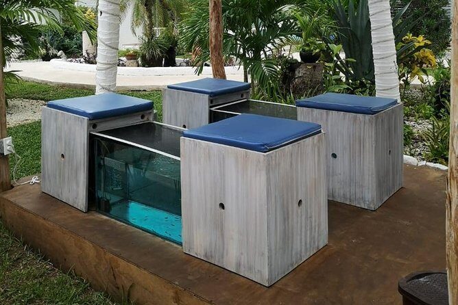 Fish Spa, Beach Break with Lounge Chairs, Umbrellas & Beach Area - Red Garra Fish Pedicure: Fun, Quirky, and Usually Easy