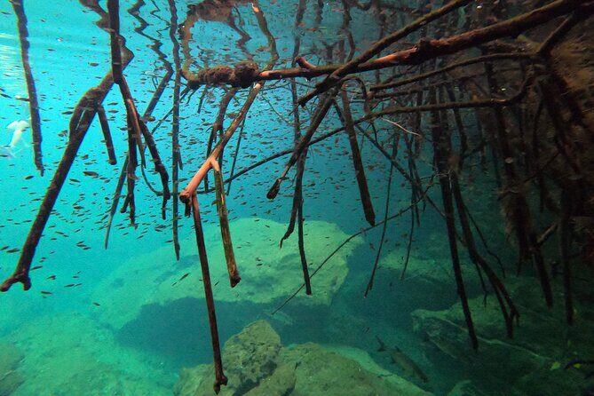 Freediving Intro for Beginners in a Cenote in Tulum Mexico - Exploring More Than the Walk-In Path at Casa Cenote