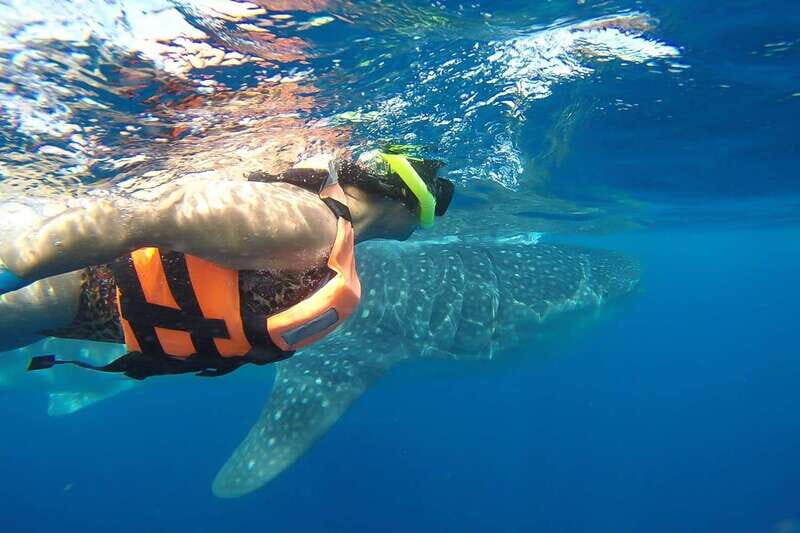 From Playa del Carmen: Whale Shark Tour - A Whale Shark Day You Can Actually Understand