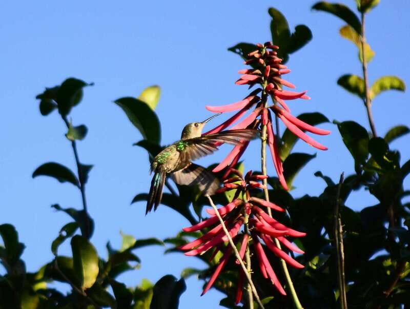 From Riviera Maya : Sian Ka'an Muyil Birdwatching with Guide - Key things I’d circle before you go