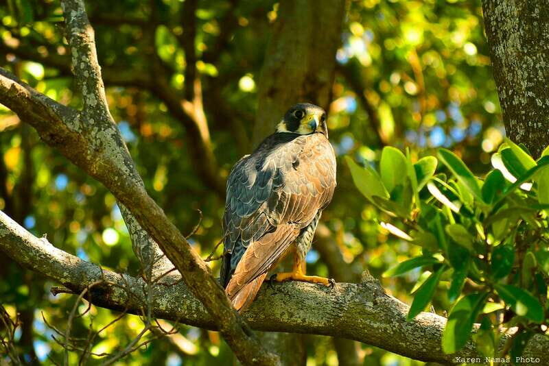 From Riviera Maya : Sian Ka'an Muyil Birdwatching with Guide - 7:00 AM birdwatching in a Mayan community near Tulum
