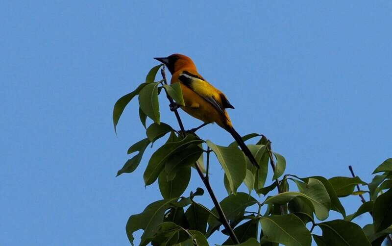 From Riviera Maya : Sian Ka'an Muyil Birdwatching with Guide - Mayan culture and history, explained while you walk