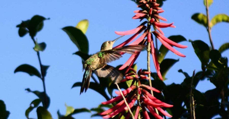 From Riviera Maya : Sian Ka'an Muyil Birdwatching with Guide - Photo time: how to get colorful shots without stress