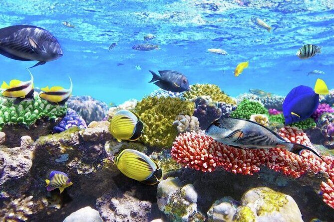 Full-Day ATV + 4 Ziplines + Cenote Swim + Yalkú Snorkeling - Off-road adrenaline meets cenote and snorkeling
