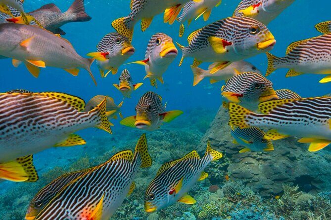 Full-Day ATV + 4 Ziplines + Cenote Swim + Yalkú Snorkeling - Food, hammocks, and what’s included