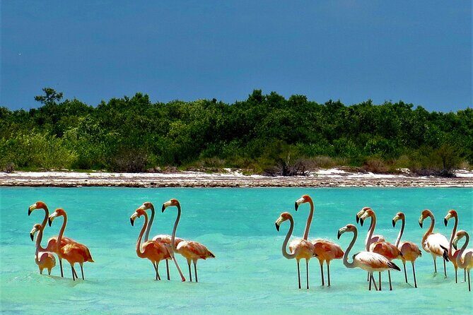 Full Day Excursion to the Best of Holbox From Riviera Maya - Isla de la Pasion Bird Watching in 30 Minutes