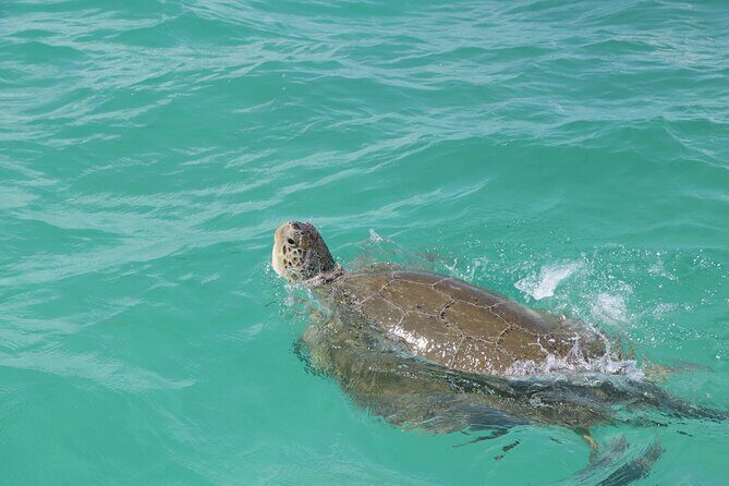 Full Day Guided Tour to Sian Ka'an (short way) - Entering Sian Ka’an: UNESCO Status and Real Wildlife Odds