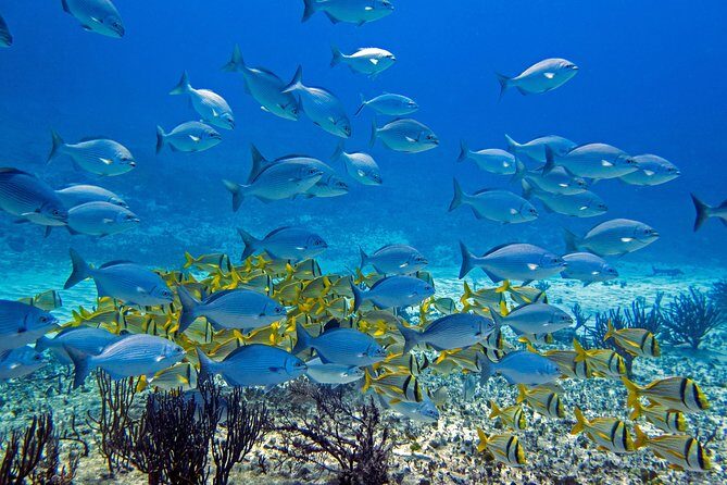 Full-Day Playa del Carmen Reef Diving Activity - What Happens in the Pool (And Why It Helps You Succeed)