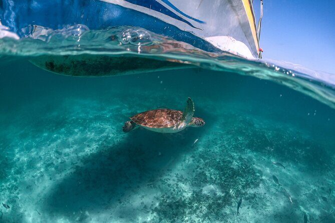 Full Day Tulum Ruins Tour Cenote and Swimming with Sea Turtles - Transfers from Playa del Carmen and the meeting point puzzle