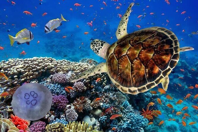 Full-dayTurtle Adventure: ATV, Zipline, Cenote & Turtle Swim - Price and value: what $130 actually buys you