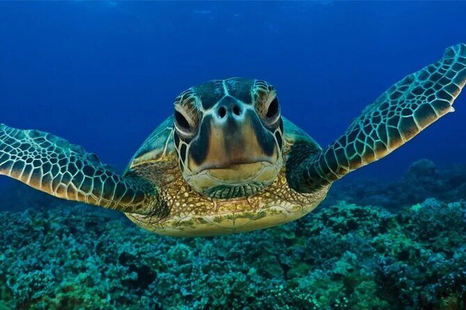 Full-dayTurtle Adventure: ATV, Zipline, Cenote & Turtle Swim - Zip lines and wall rappelling: adrenaline with a weight limit