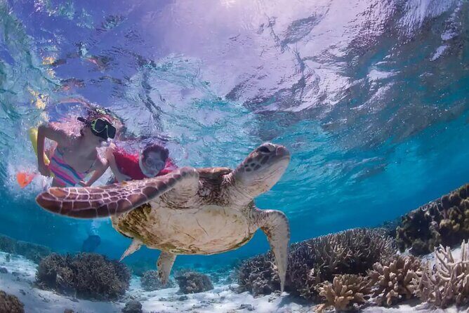 Full-dayTurtle Adventure: ATV, Zipline, Cenote & Turtle Swim - Cenote underground river swim: the part you plan for most