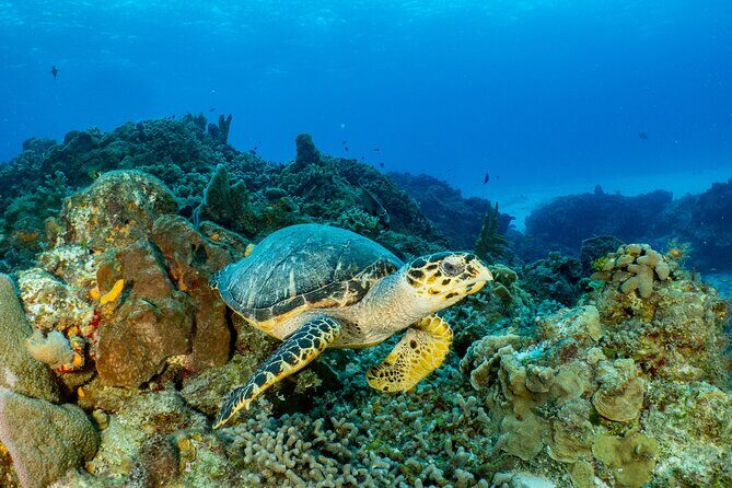 Fun dives Cozumel south marine park - Your guides and what safety looks like here