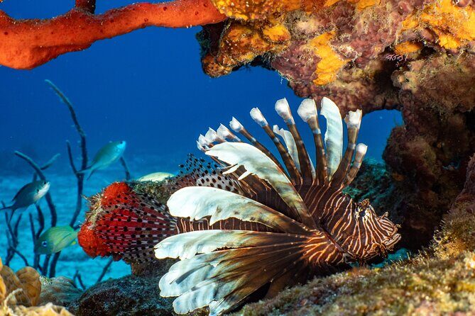 Fun dives Cozumel south marine park - Second underwater session: building on site conditions