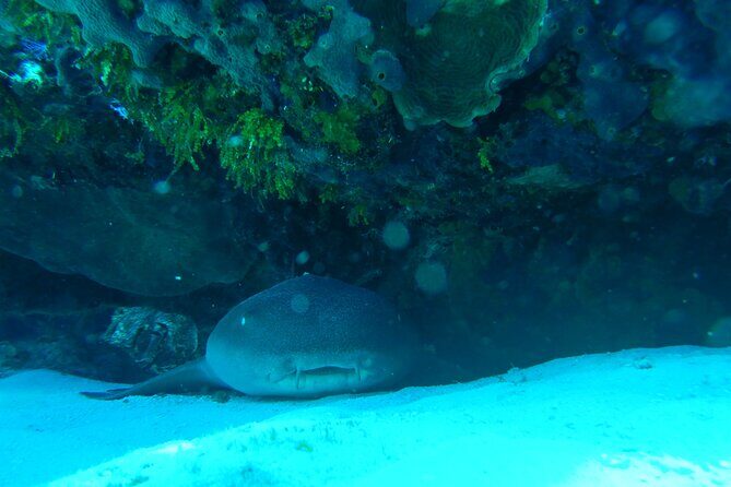 Fun dives Cozumel south marine park - What to bring (and what to skip)