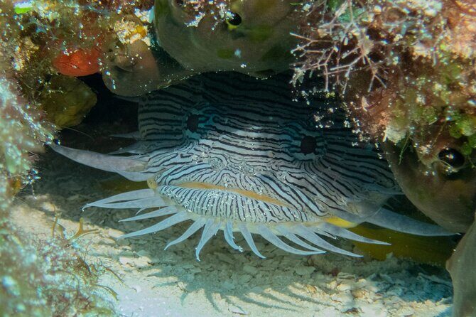 FunDiving in Cozumel - By Ferry - 2 Tanks in the wonderful Caribbean sea - Food, breaks, and onboard comfort between sessions