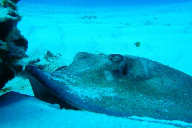 FunDiving in Cozumel - By Ferry - 2 Tanks in the wonderful Caribbean sea - Price reality check: where the extra fees show up