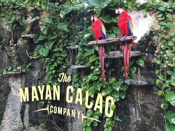General Admission - A 50-minute cacao adventure with skip-the-line access