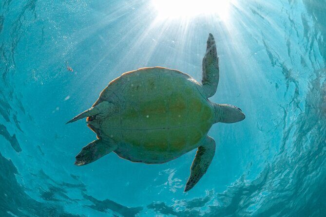 Half Day Akumal Beach Swim and Snorkel with Turtles Experience - In the Water With Turtles: Gear, Guide Rules, and What You’ll See