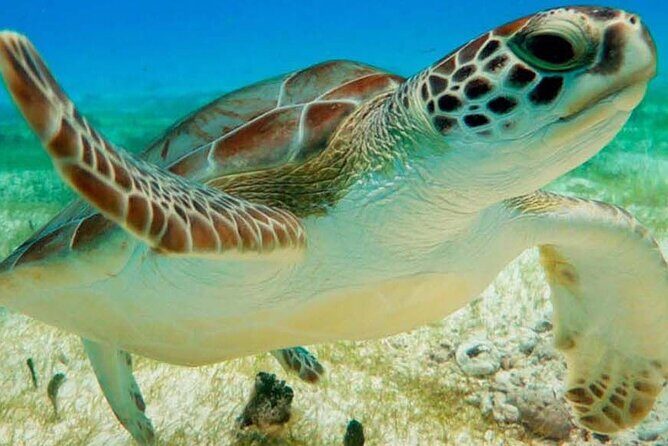 Half Day Private Snorkeling with Turtles and Majestic Cenotes - Key Takeaways Before You Go