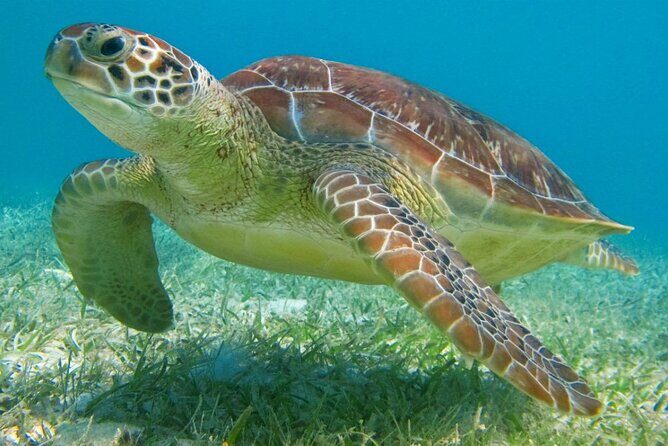 Half Day Private Snorkeling with Turtles and Majestic Cenotes - Meeting Point, Pickup Windows, and the 4-Hour Time Budget