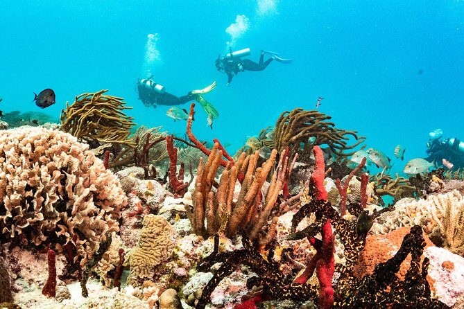 Half-Day Scuba Diving in Playa del Carmen for Small-Group - Playa del Carmen half-day plan: two reef sessions in one morning or afternoon