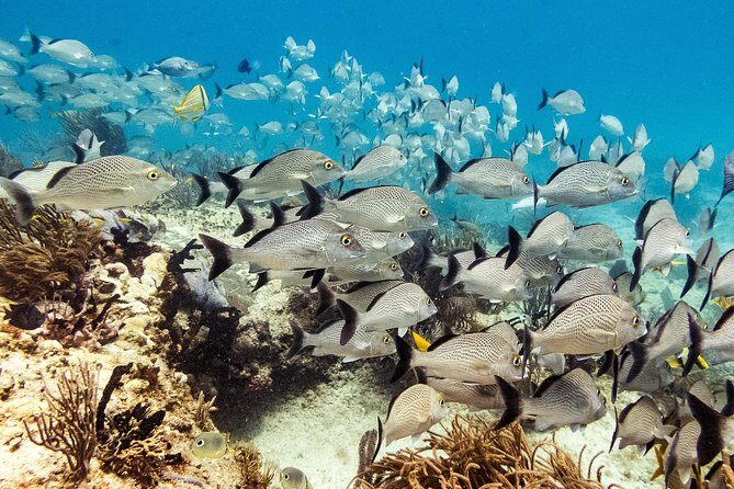 Half-Day Scuba Diving in Playa del Carmen for Small-Group - Getting there in Playa del Carmen: meeting point, timing, and transport expectations