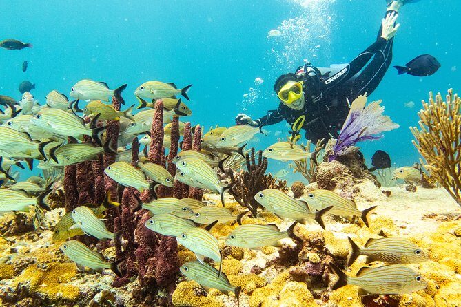 Half-Day Scuba Diving in Playa del Carmen for Small-Group - Morning vs afternoon: which slot matches your certification (and your recent experience)
