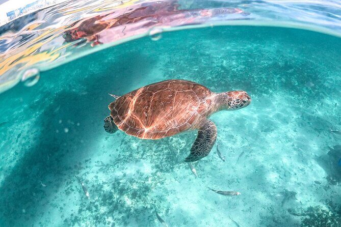 Half-day Tour Sea Turtles Encounter in Akumal Bay - Key Things I’d Pay Attention To