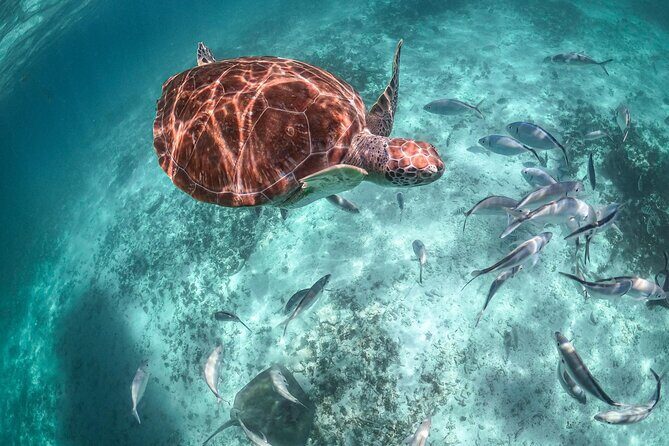 Half-day Tour Sea Turtles Encounter in Akumal Bay - Akumal Bay Turtle Time, Built for Real Snorkeling