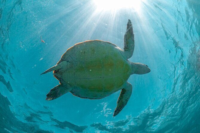 Half-day Tour Sea Turtles Encounter in Akumal Bay - The Swimming Rules (Yes, Even the Sunscreen Part)