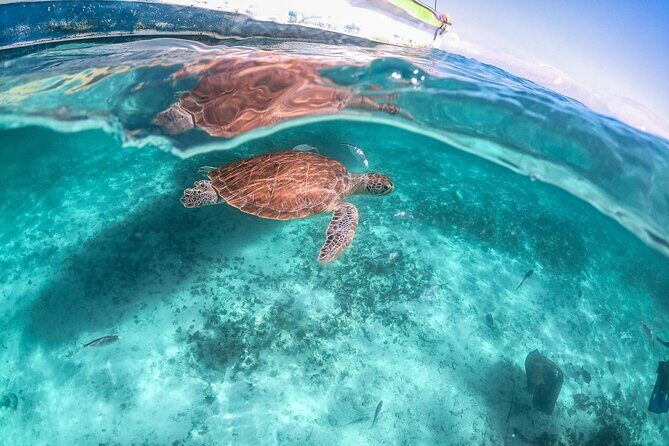 Half-day Tour Sea Turtles Encounter in Akumal Bay - After the Snorkel: Snacks, Drinks, and Beach Freedom