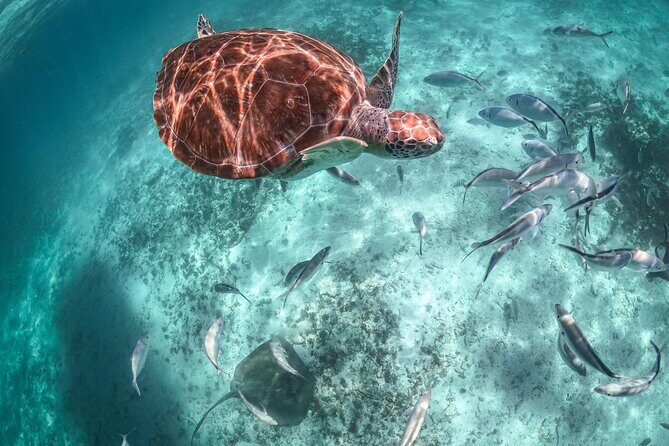Half Day Tour: Turtles Encounter in Akumal Beach - Getting from Playa del Carmen: pickups, meeting points, and timing that matter