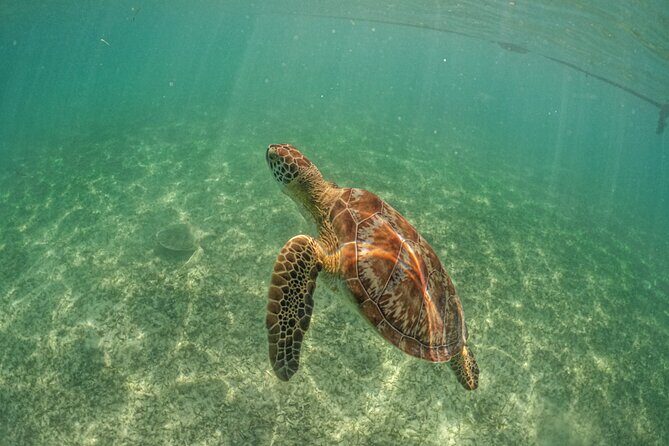 Half Day Tour: Turtles Encounter in Akumal Beach - Price and value: what you pay for, what costs extra